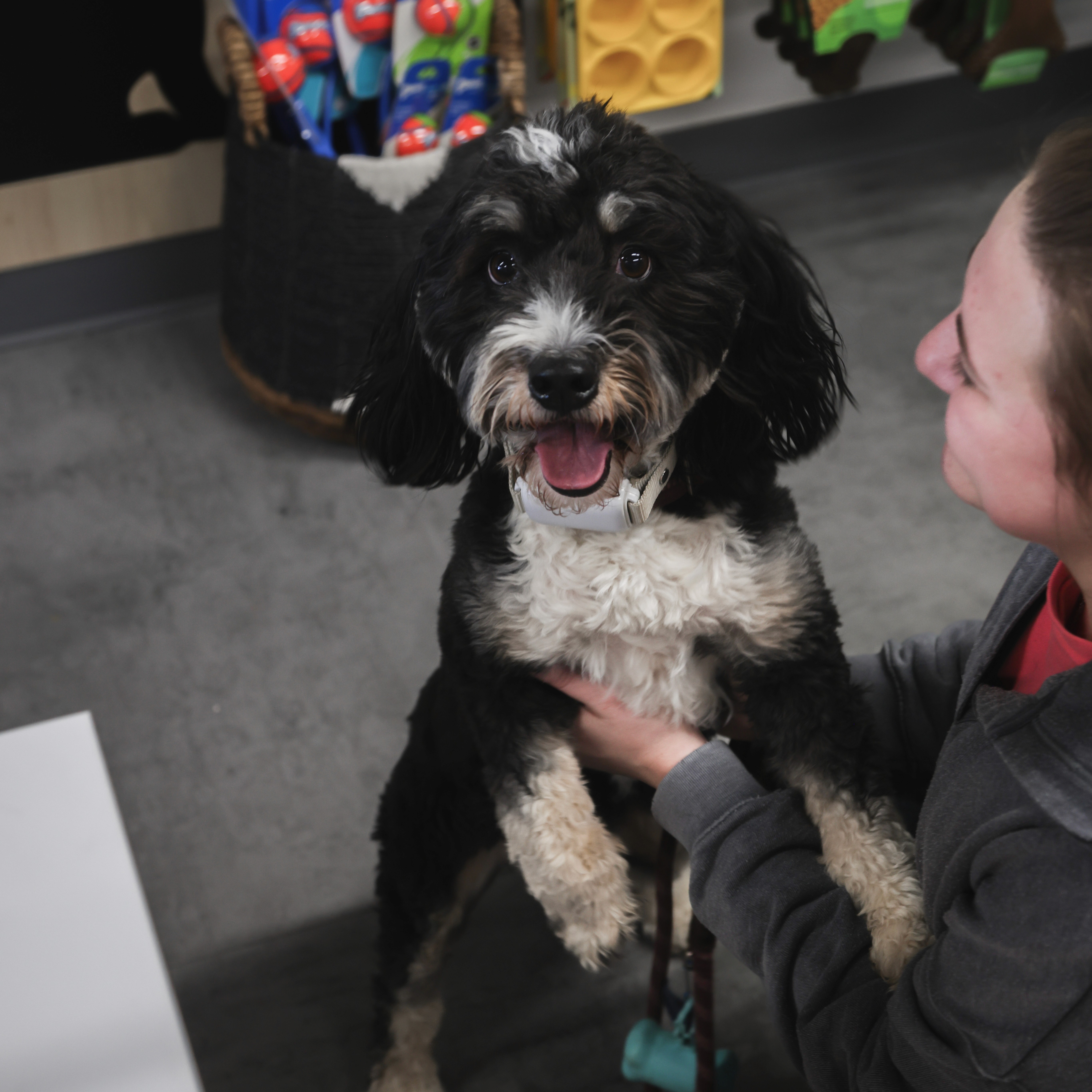 Dog jumping on their owner