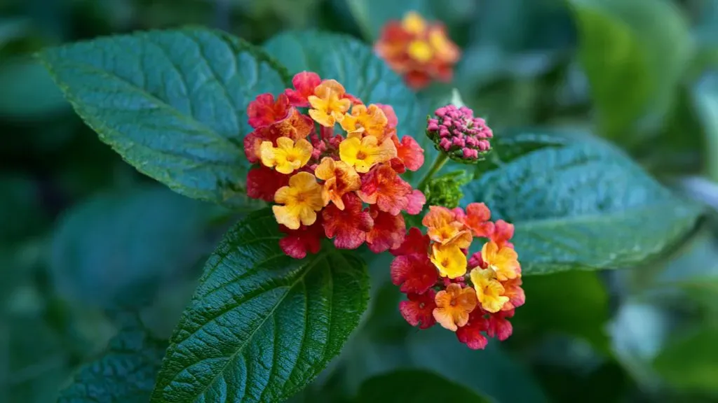 Lantana&nbsp;Plant.webp