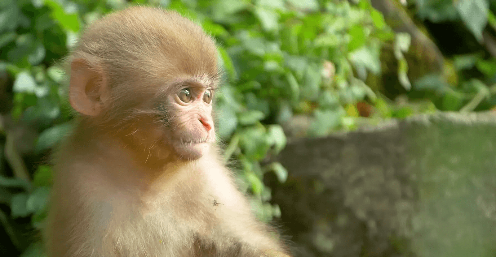 A young snow monkey in the green forest of Jigokudani during the snow-free summer season