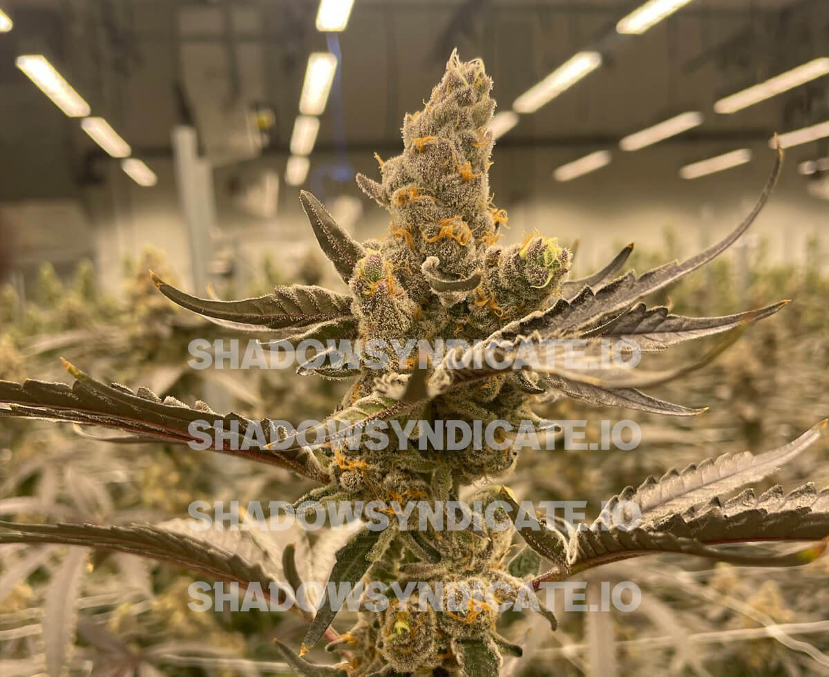 Shadow Syndicate by Cult Classics Seeds