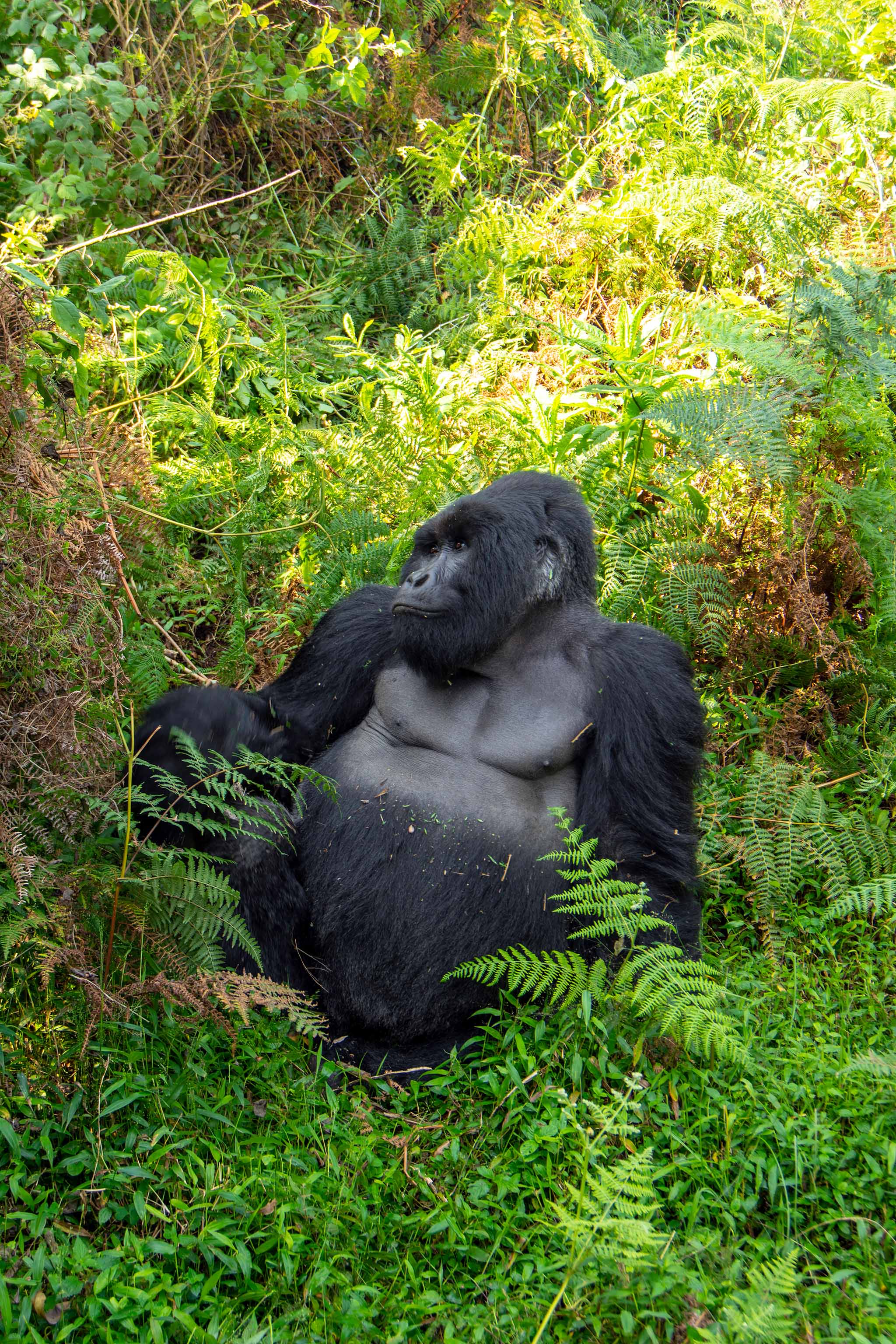 A mountain gorilla in Bwindi Forest