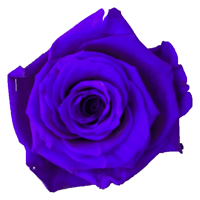 Preserved Violet rose, original product color.