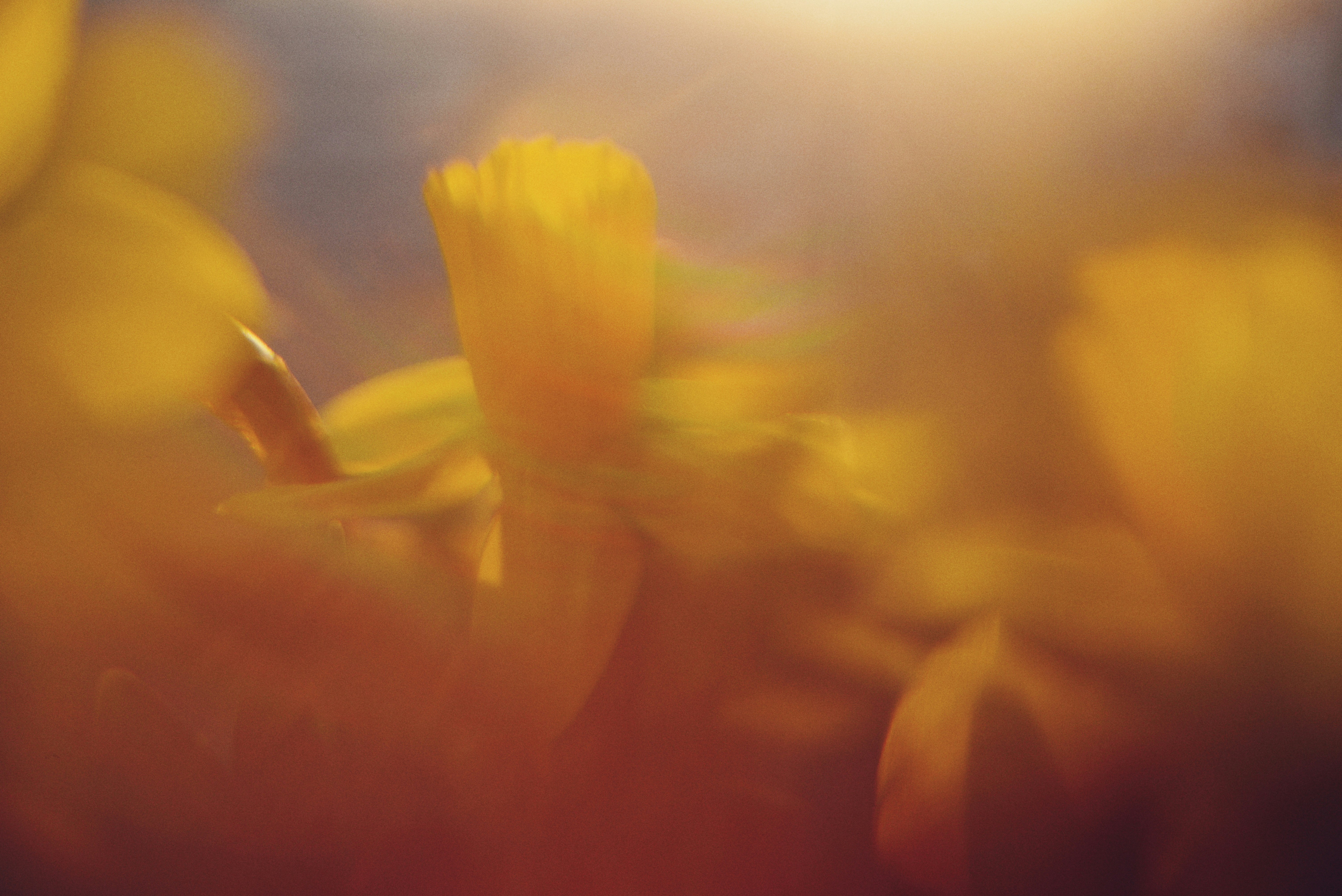 Abstract yellow flowers with soft focus and warm light.