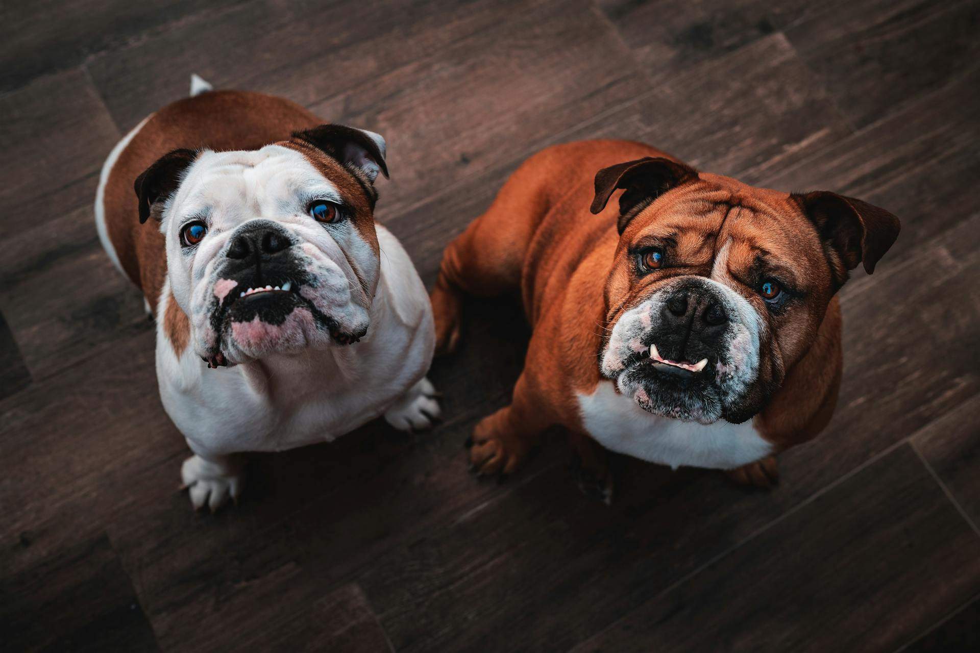 Two male dogs named Bear and Teddy because of their cuddly physique and coat color