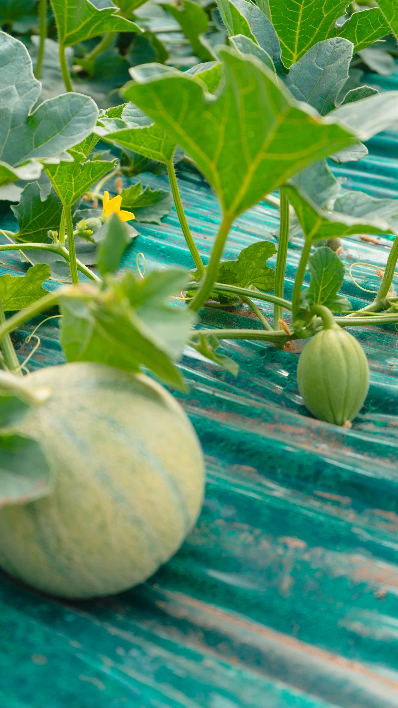 melone cantalupo o retato in maturazione in serra