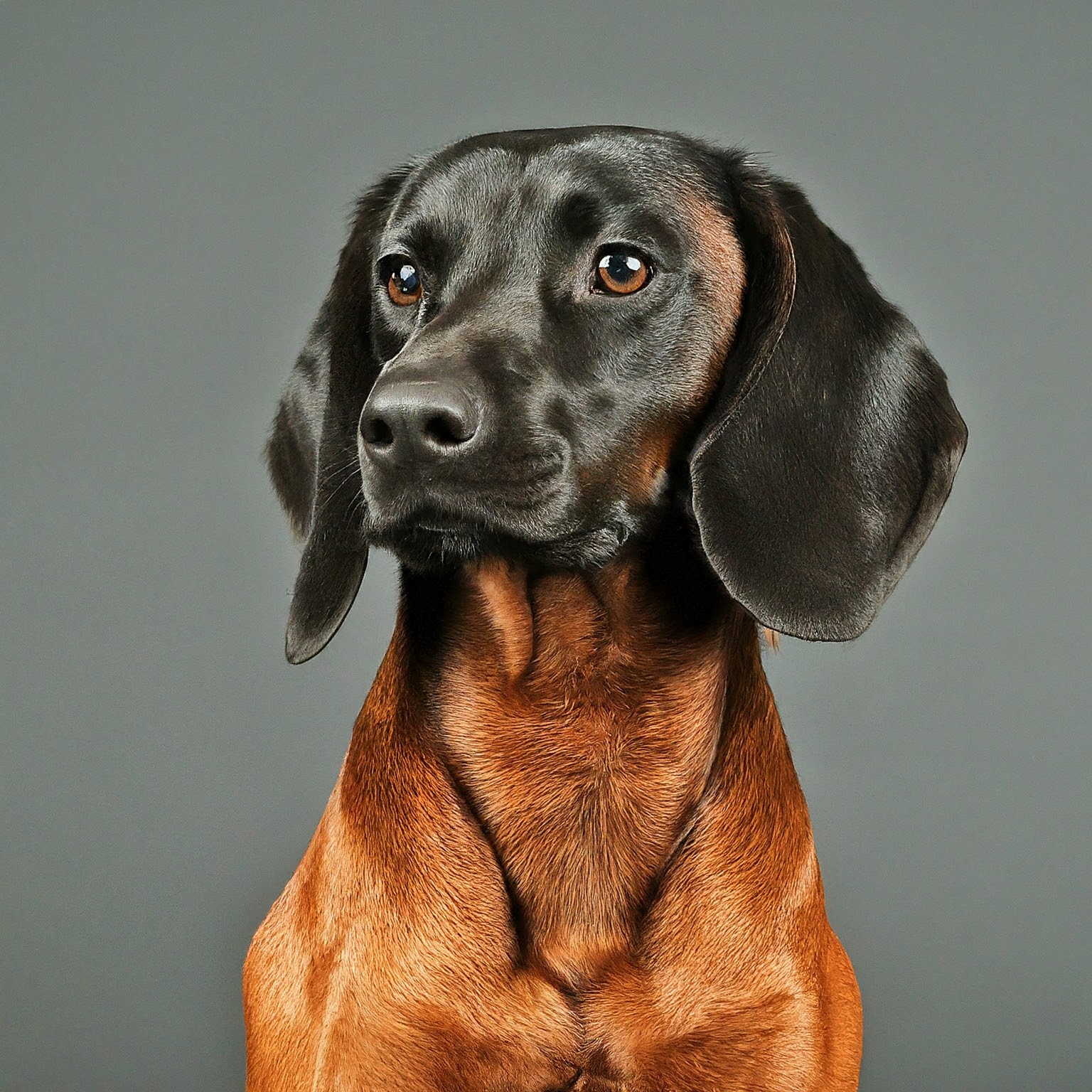 BUDDYUNO, Bavarian Mountain Scent Hound