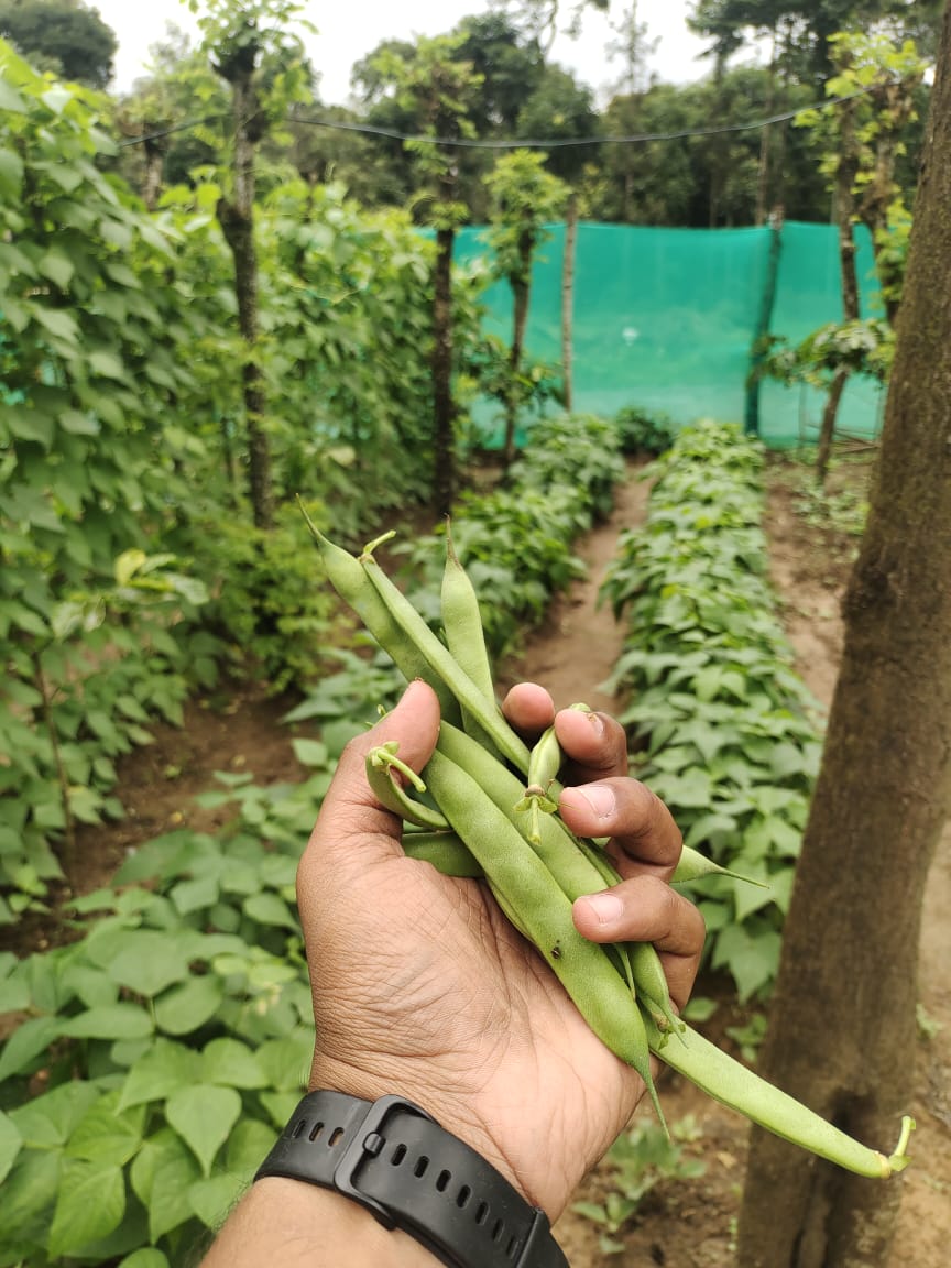 Organic Vegetables at Sannidhi 