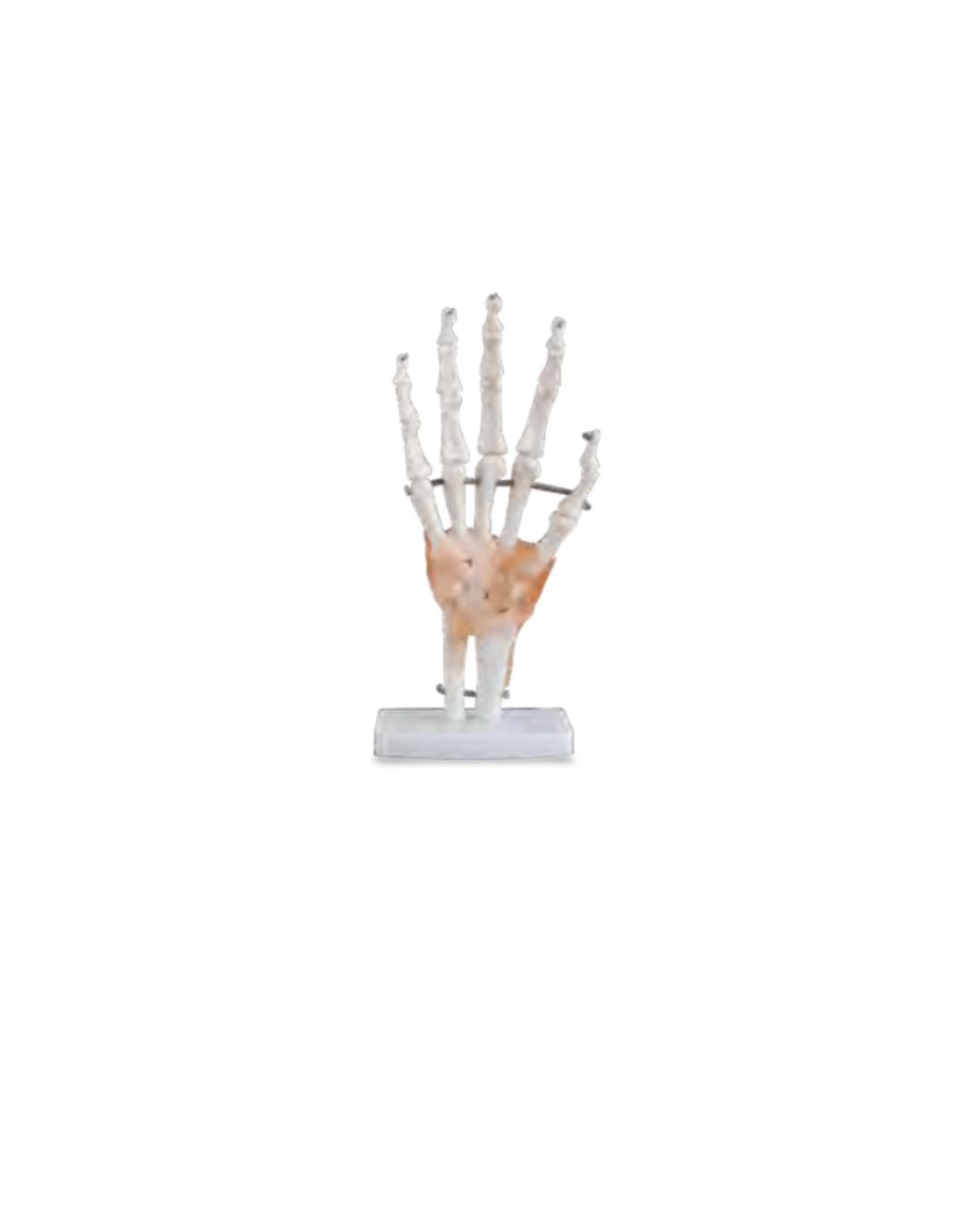 Life-size Hand Joint with Ligaments