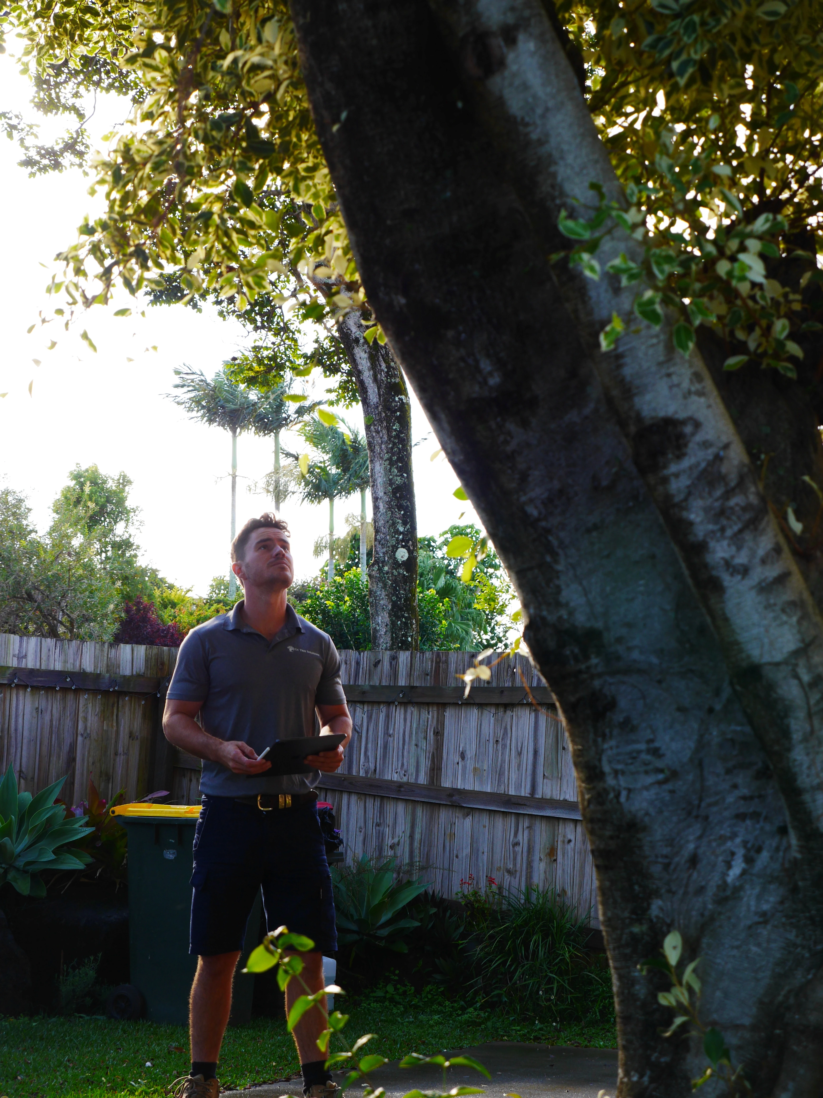 Arborist inspecting a large leaning tree in a Gold Coast backyard