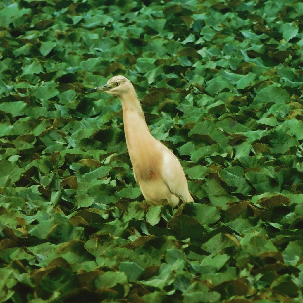 Squacco Heron