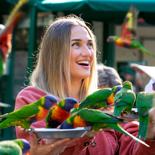 إطعام طيور اللوريكيت يوميًا في الساعة 8:00 صباحًا و 4:00 مساءً