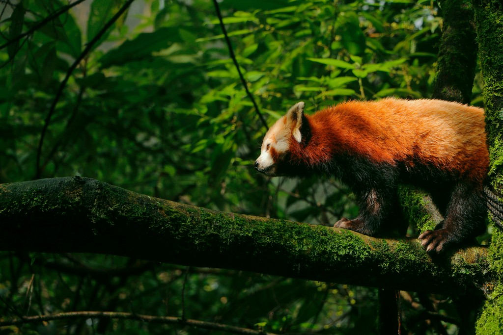 A red panda walking on a moss-covered tree branch, surrounded by lush green foliage in a dense forest.