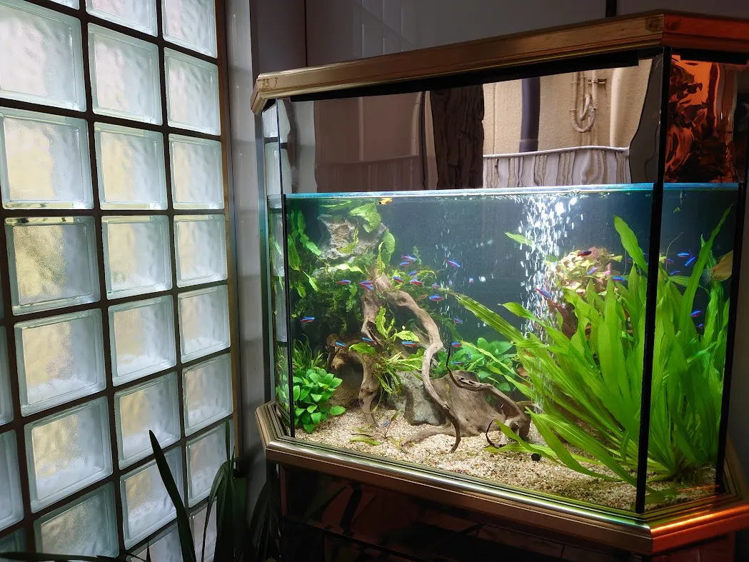 流木と水草を組み合わせた自然風の淡水アクアリウムレイアウト