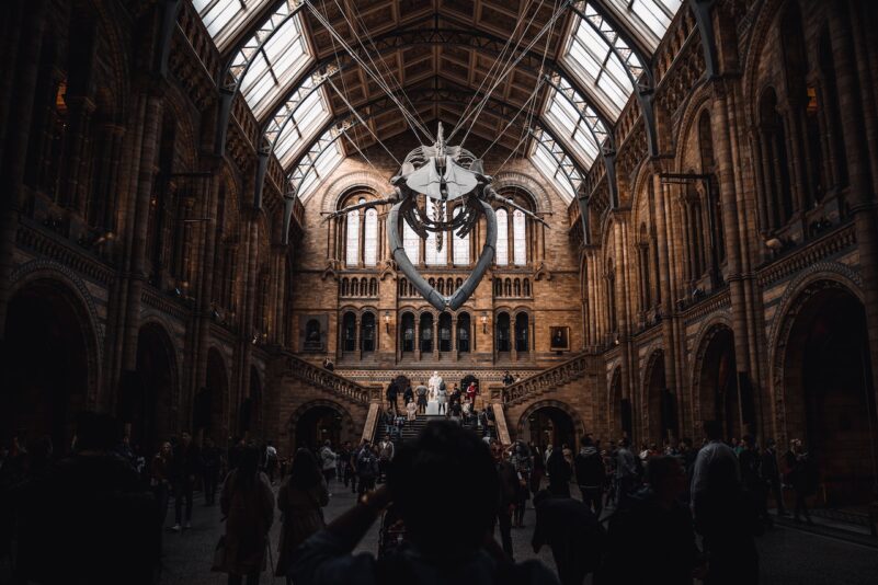 The Blue Whale skeleton at the Natural History Museum