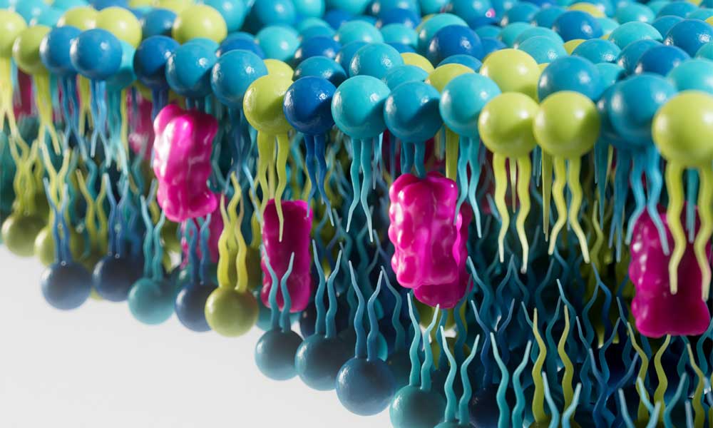 Fotorealistisches 3D-Rendering einer molekularen Zellstruktur mit pink, blau und gelbgrünen Proteinkomplexen auf weißem Hintergrund