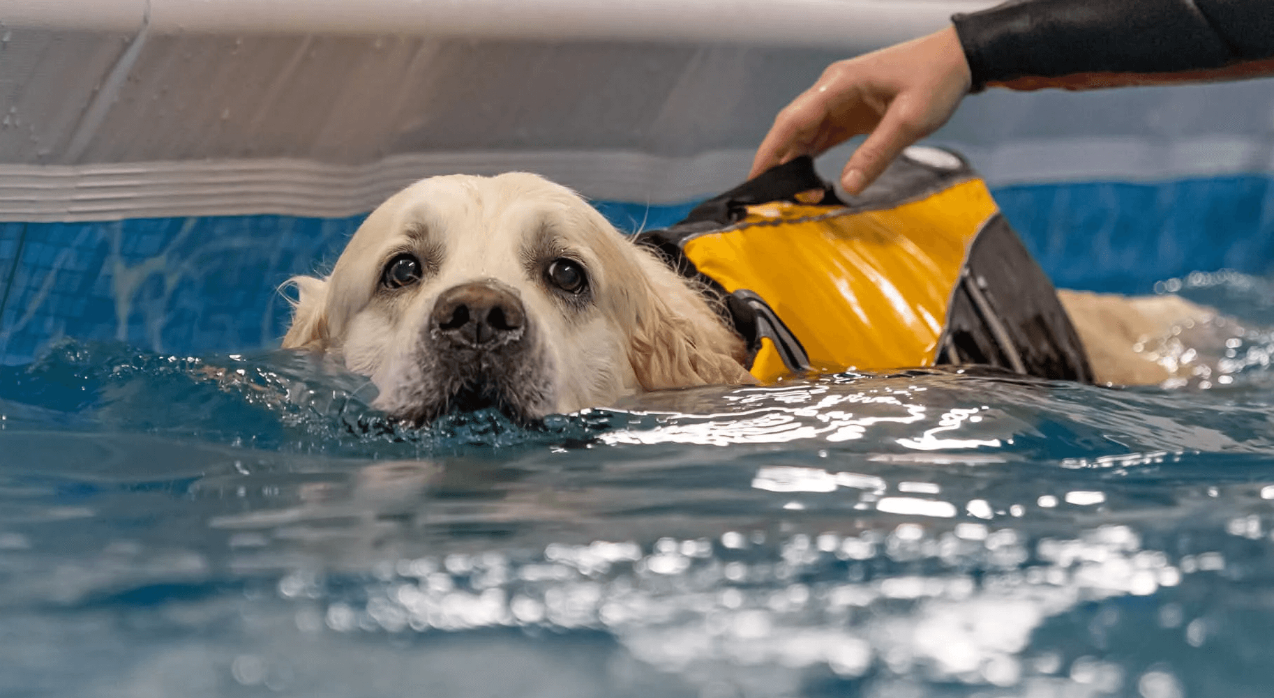 golden retriever puppy on focus photo