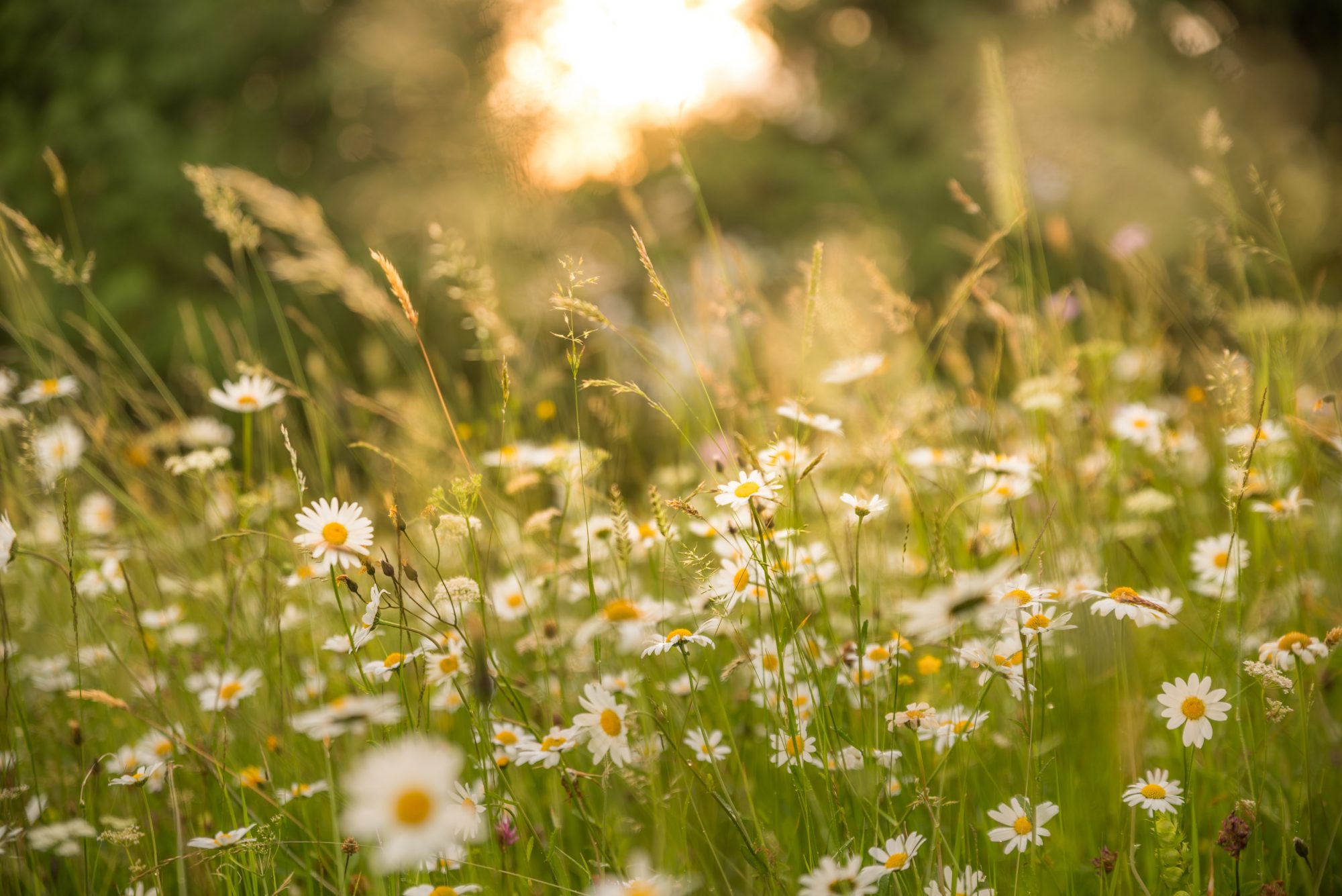 A sunlit field of white flowers blooming amidst green grass, creating a serene and tranquil atmosphere.