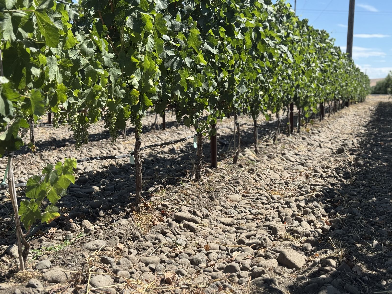Vineyard rows in the Mill Creek corridor on Walla Walla's Eastside