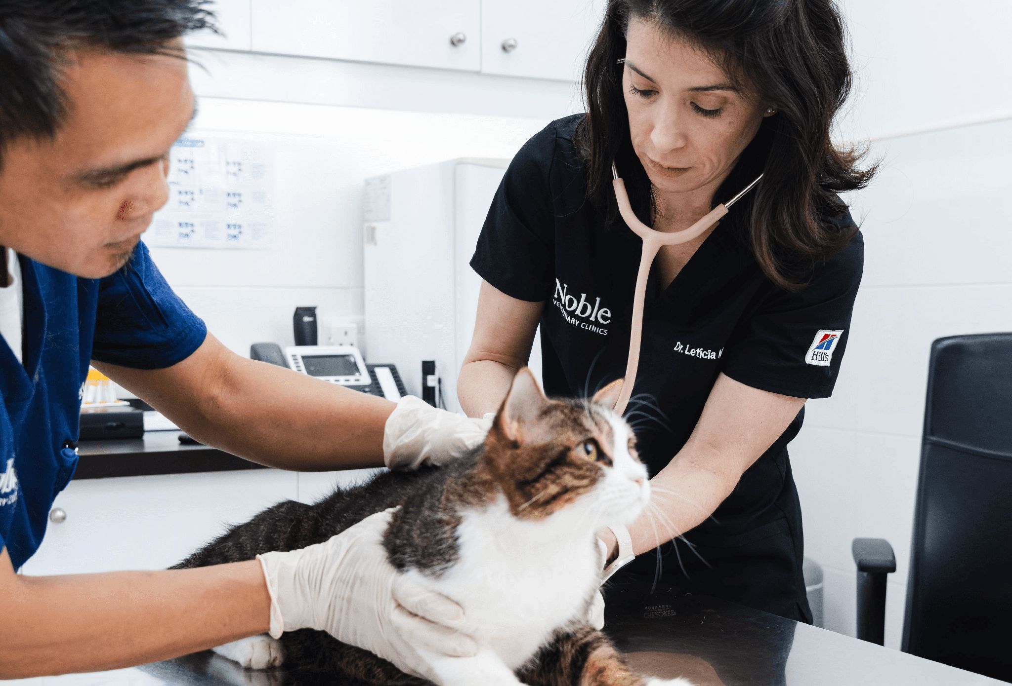 Two veterinarians are checking a cat's breathing to see if it has asthma. 