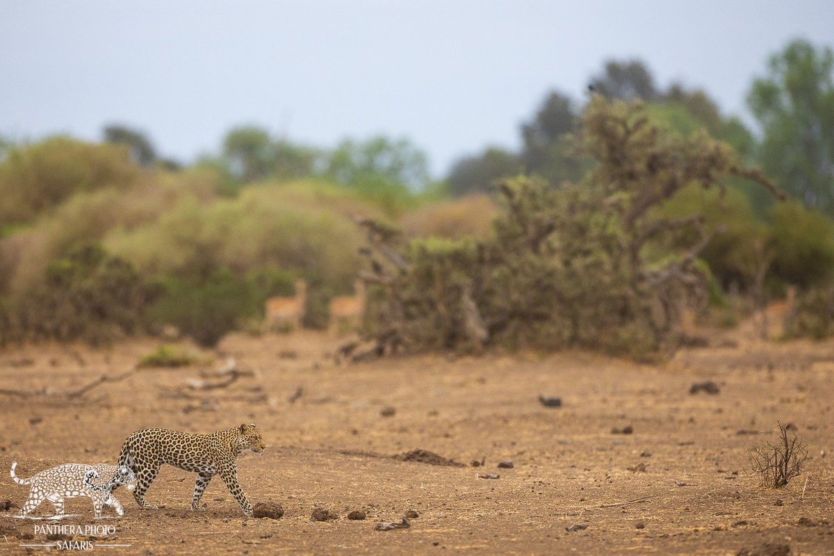 A Photographic Paradise: 9 Nights at Mashatu