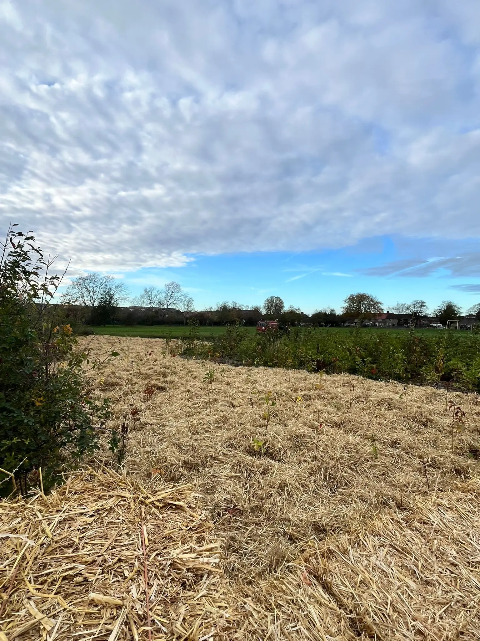 A wide view of a grassy field with trees and a cloudy sky in the background.