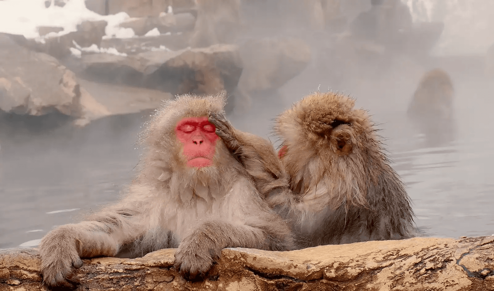 Two snow monkeys grooming close together in the steaming pool at the height of winter