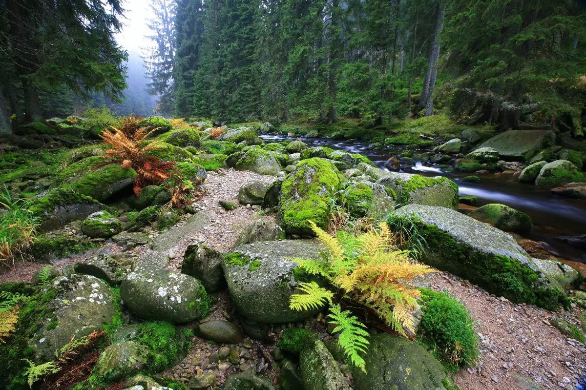 Here comes the alt text