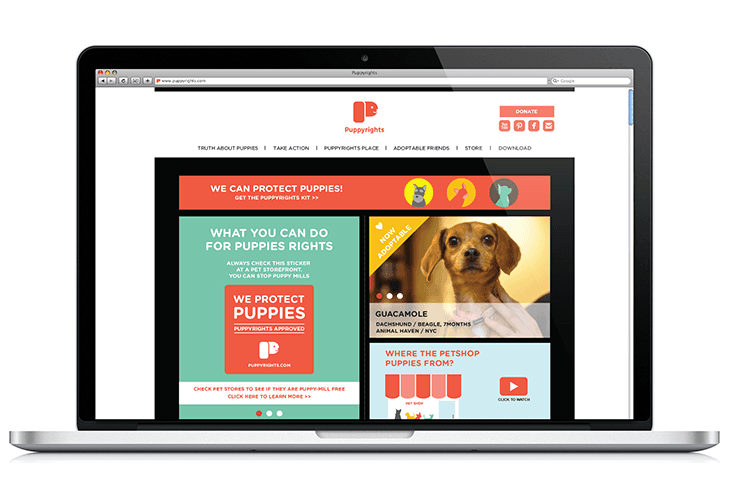 A laptop screen displays the PuppyRights website. The website features a red "PuppyRights" logo at the top, along with navigation links for "TRUTH ABOUT PUPPIES," "TAKE ACTION," "PUPPYRIGHTS PLACE," "ADOPTABLE FRIENDS," "STORE," and "DOWNLOAD." A prominent banner reads "WE CAN PROTECT PUPPIES!" with a smaller banner below reading "WHAT YOU CAN DO FOR PUPPIES RIGHTS." Two images showcase puppy adoption: one with a dog and the text “GUACAMOLE” and another with a puppy and the text “WHERE THE PETSHOP PUPPIES FROM?”. The website also promotes checking pet stores for free puppies and directs users to click “CLICK TO WATCH” for more information.