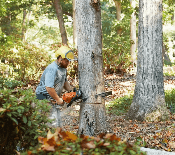 A worker operates a tree stump grinder.
