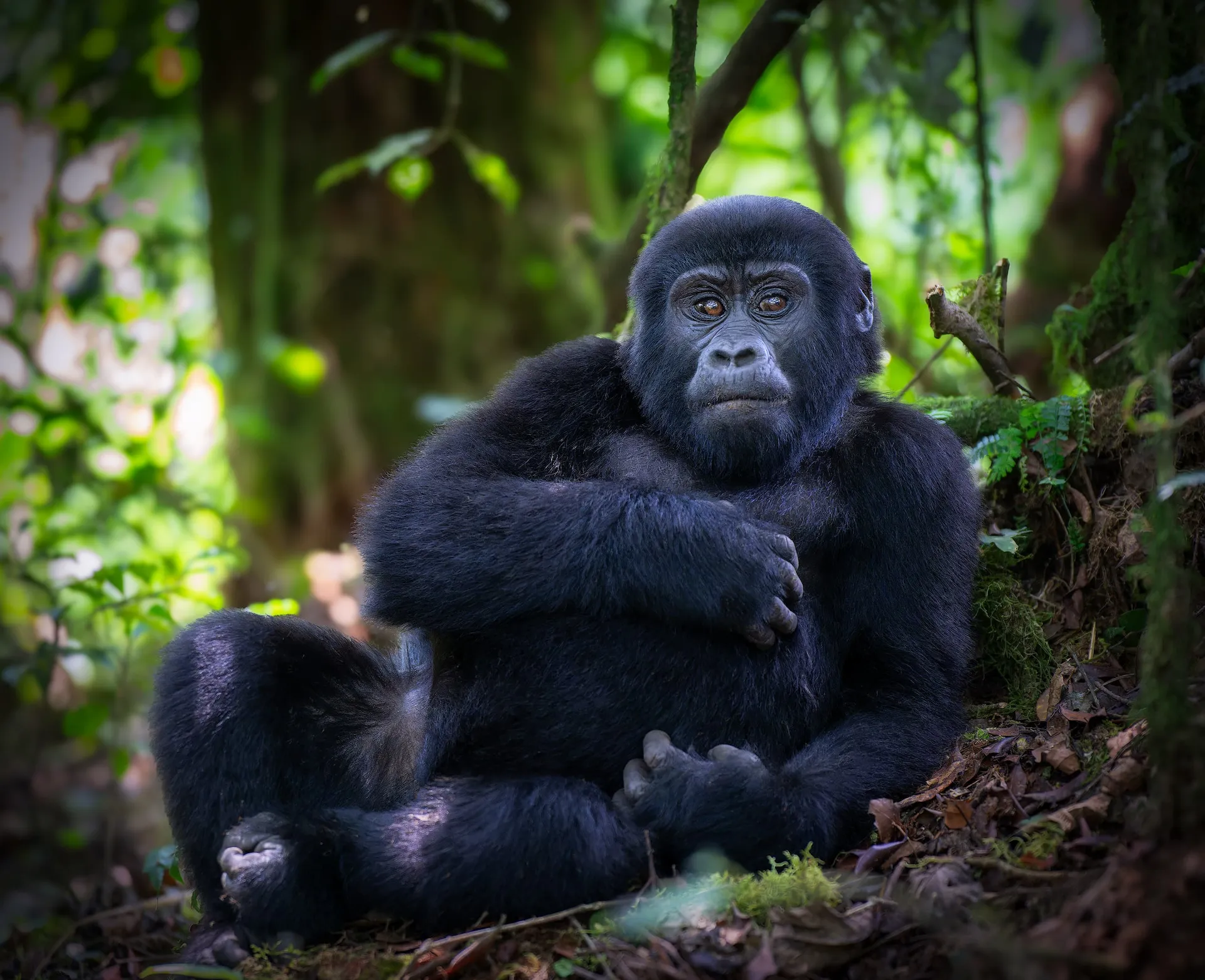 Joven gorila en el parque nacional de Bwindi, Uganda