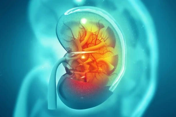 A picture of anatomy of Kidney