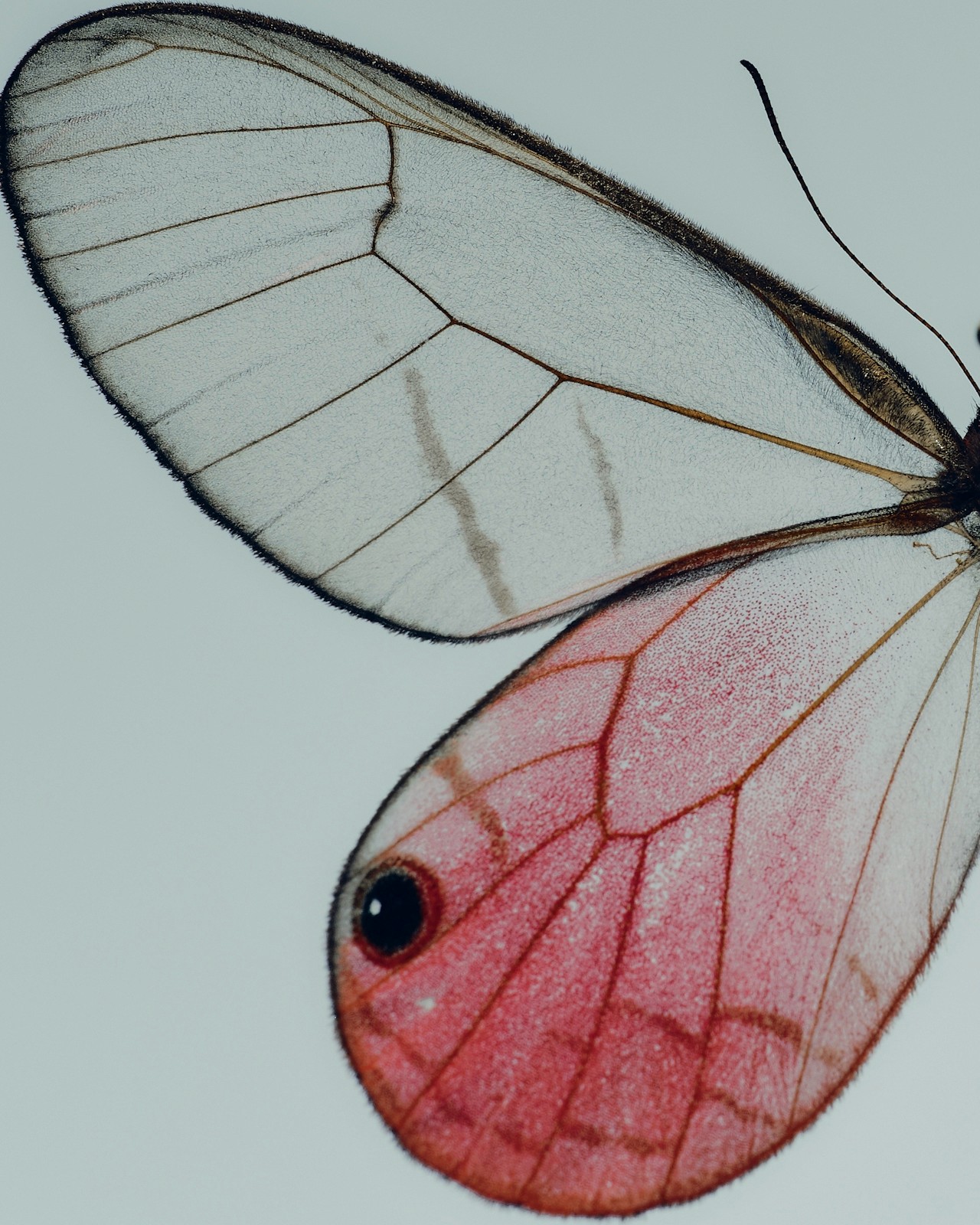 My Design-to-Dev Workflow post cover