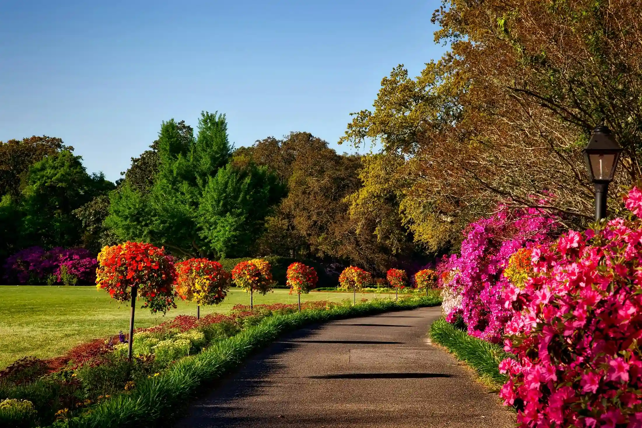 Colorful flowers and trees in spring