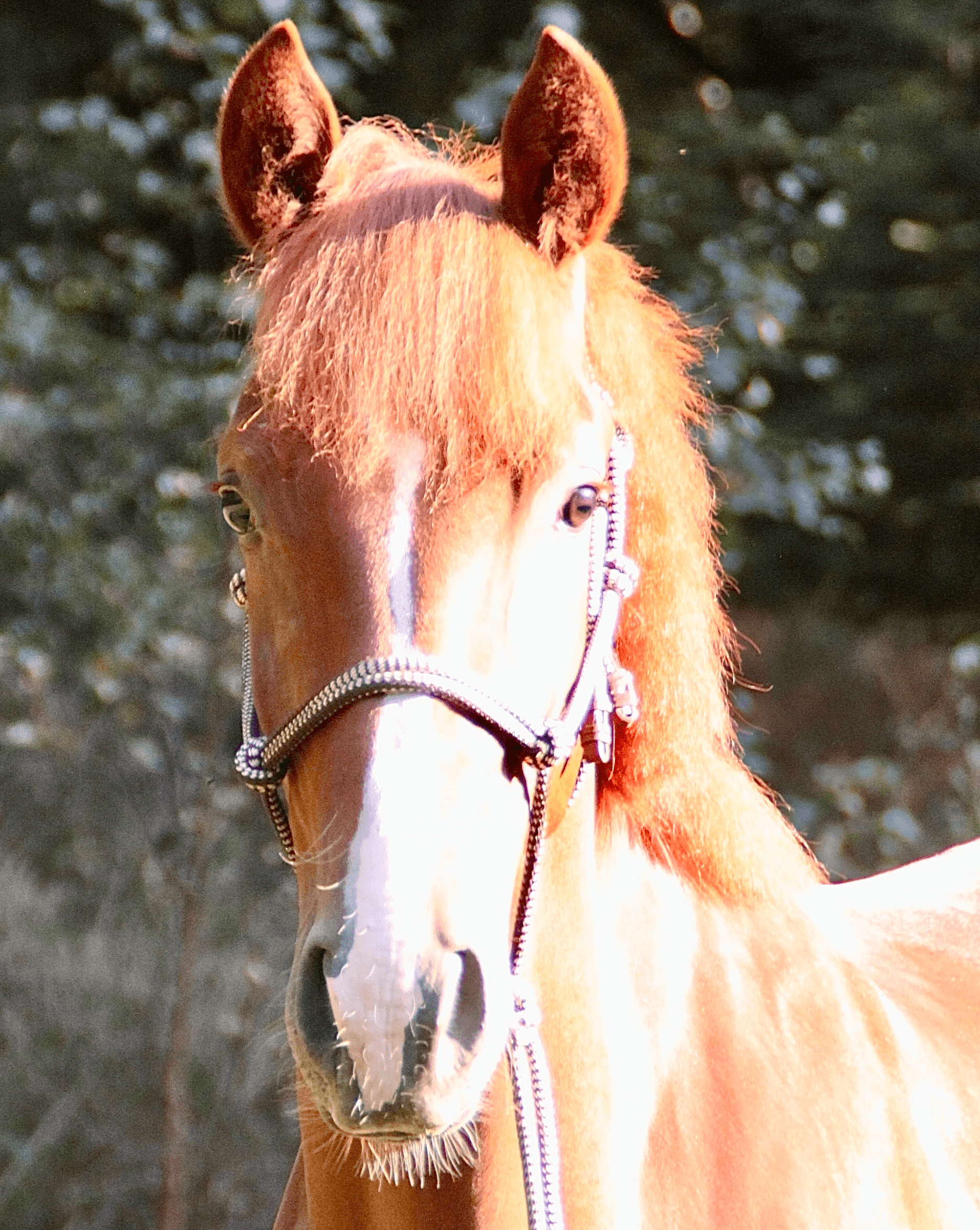 Troy in woods 1 year old