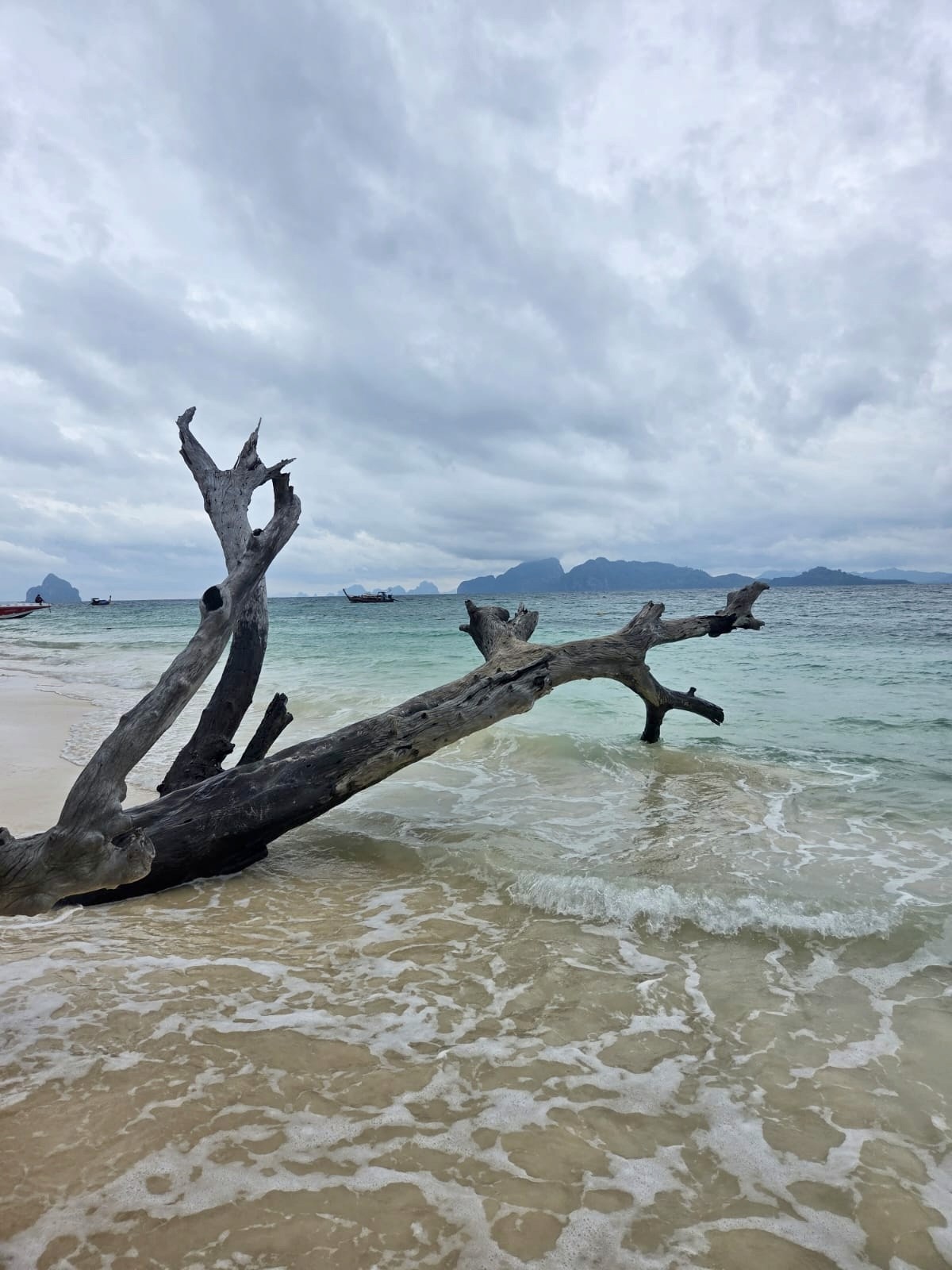 long-coated black and white dog during daytime