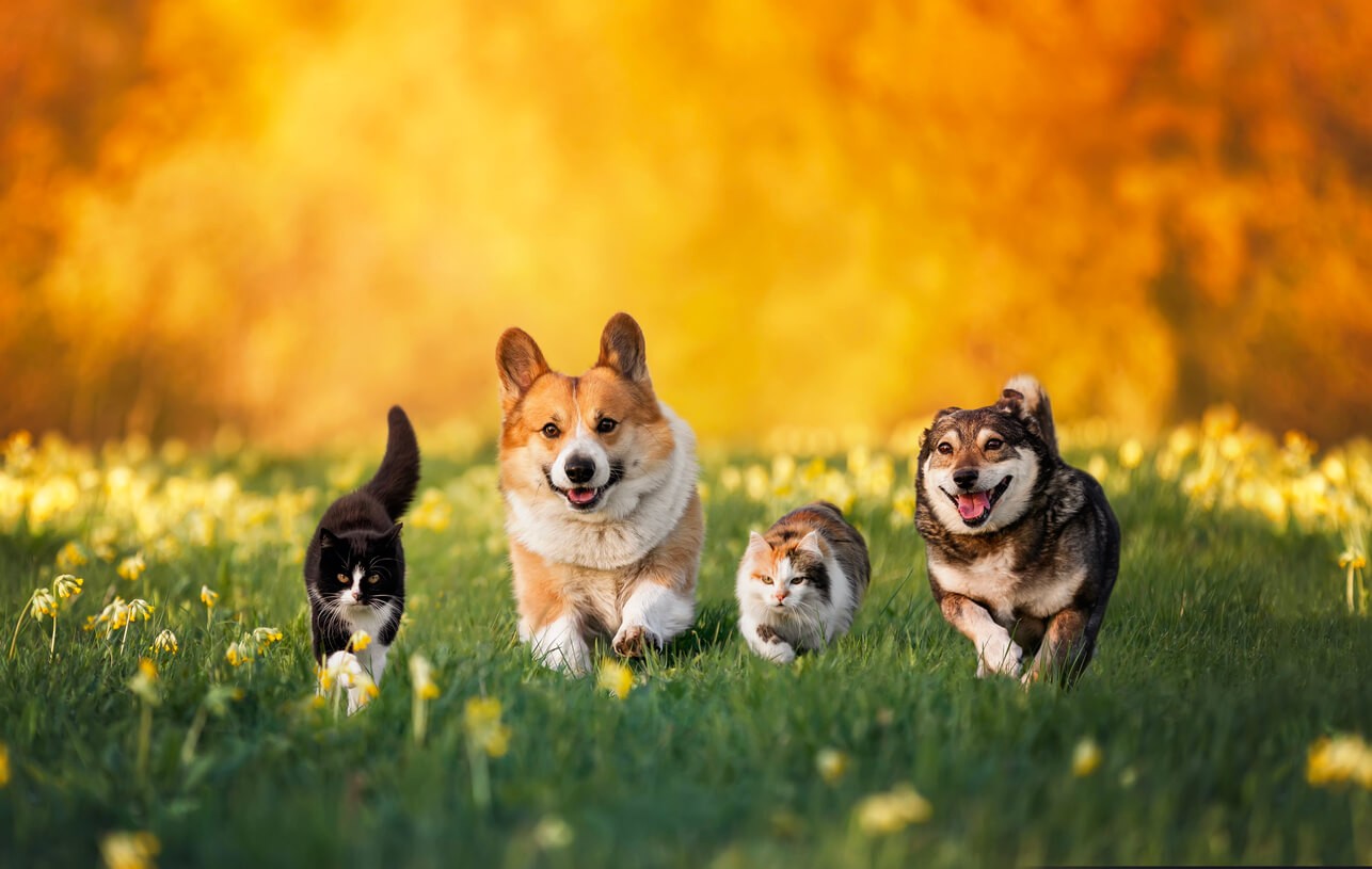 dogs and cats running in a field happily