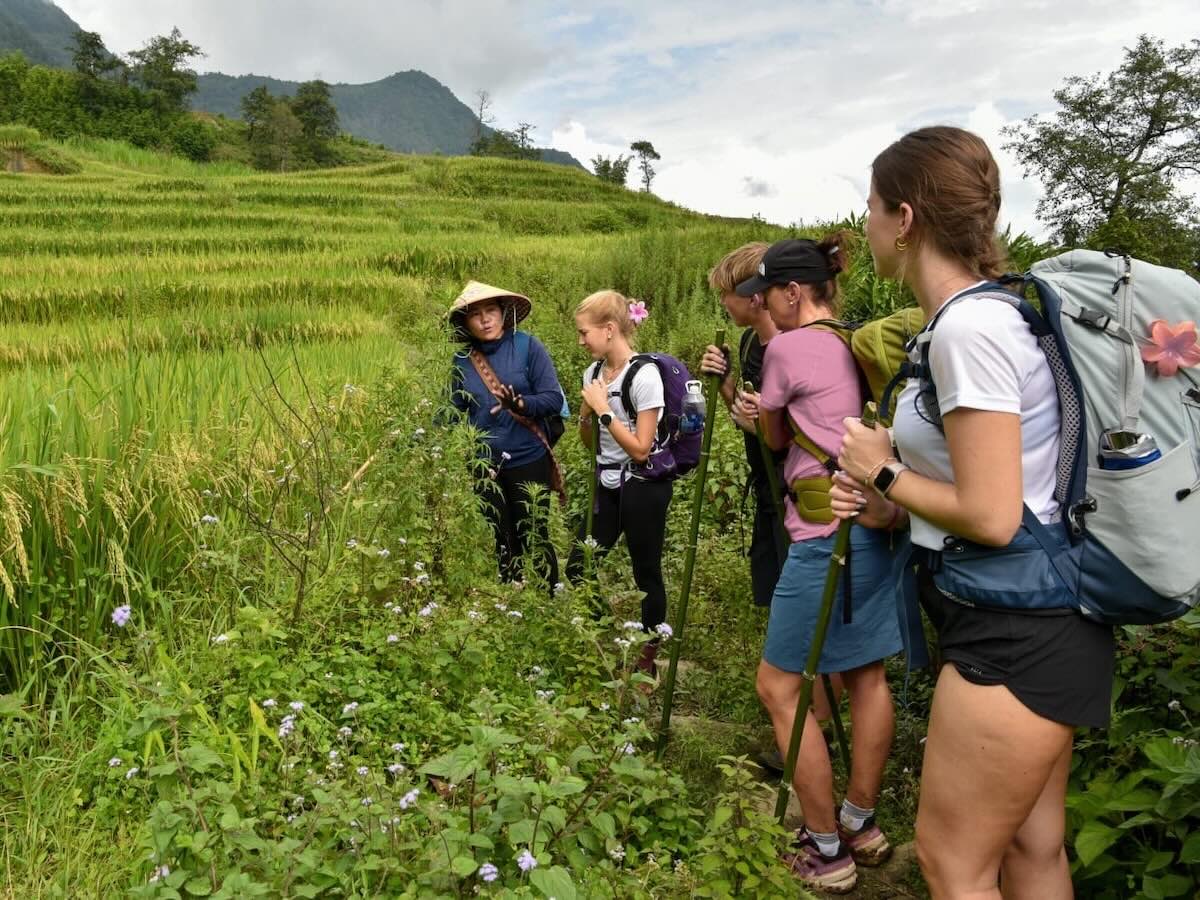Local Black Hmong trekking guide explaining rice farming traditions to hikers beside terraced rice fields near Sapa