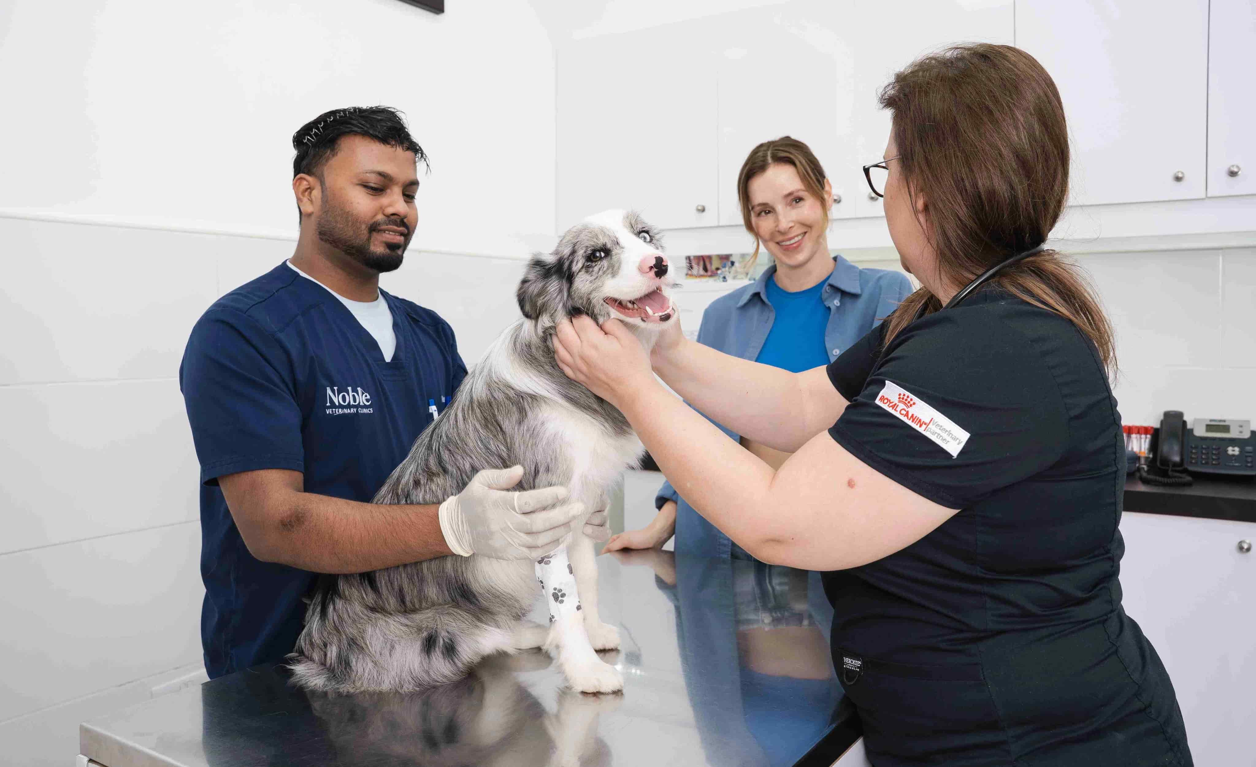 Veterinarian performing dog dental care to prevent plaque buildup and gum disease.