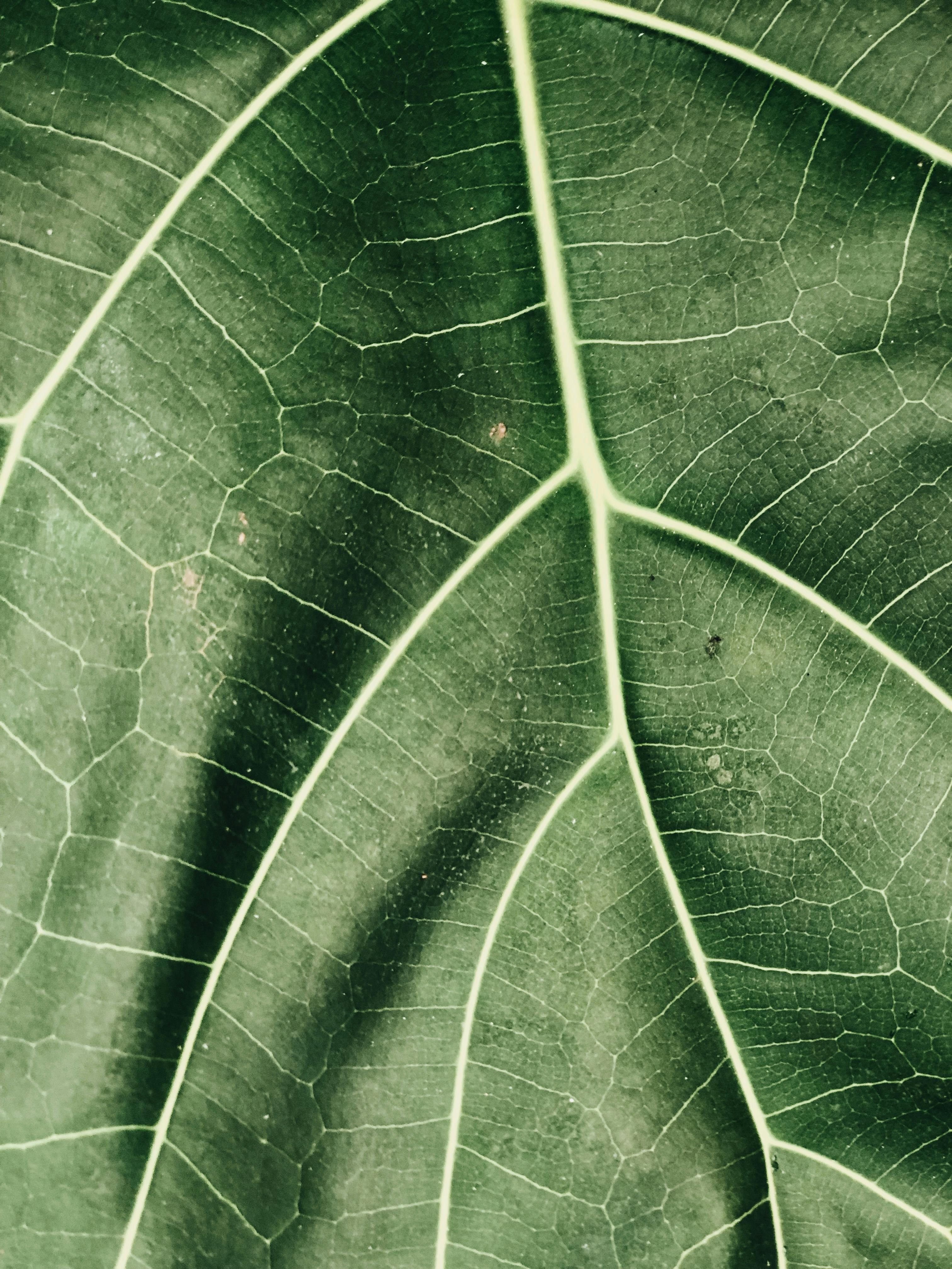Green Leaf