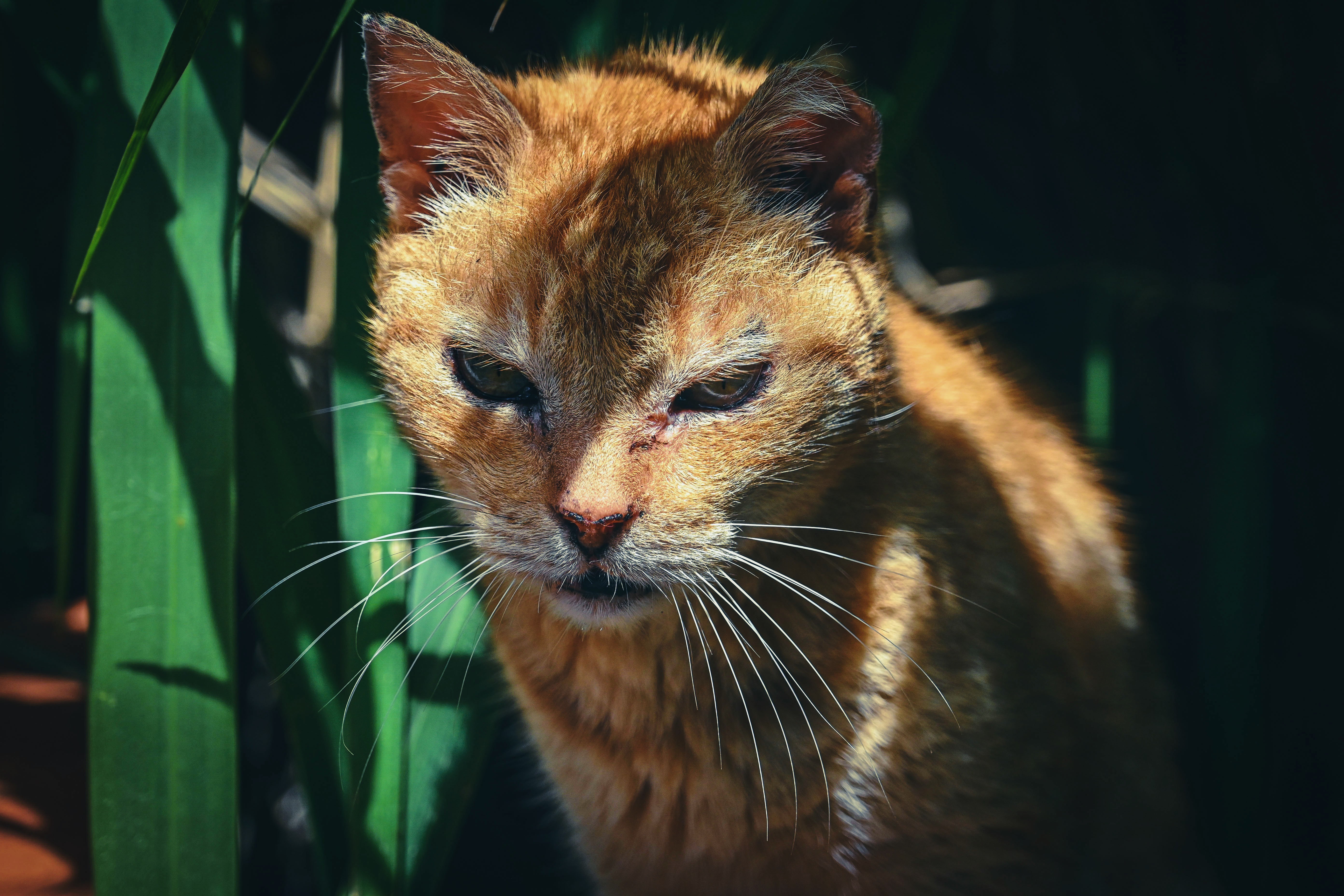 Shelter Cat on Lanai