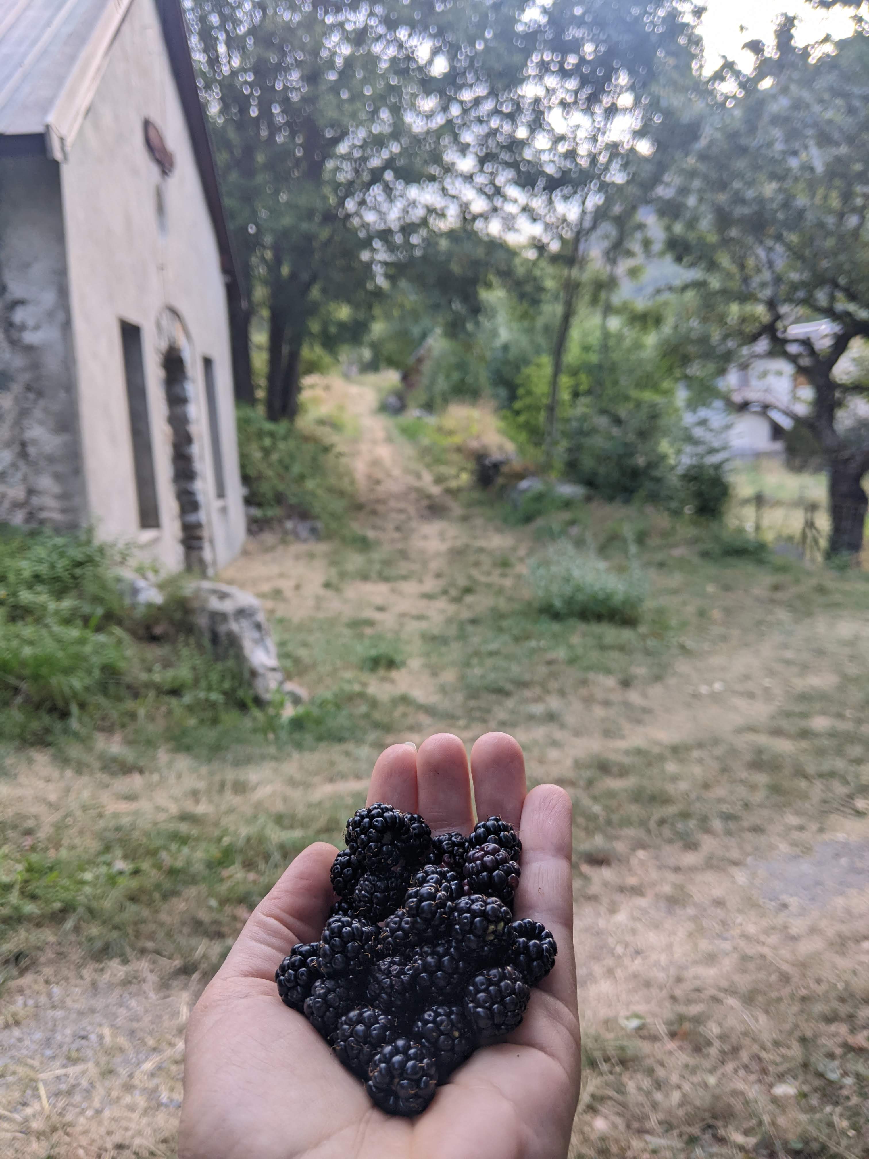 Mûres sauvages des Ecrins