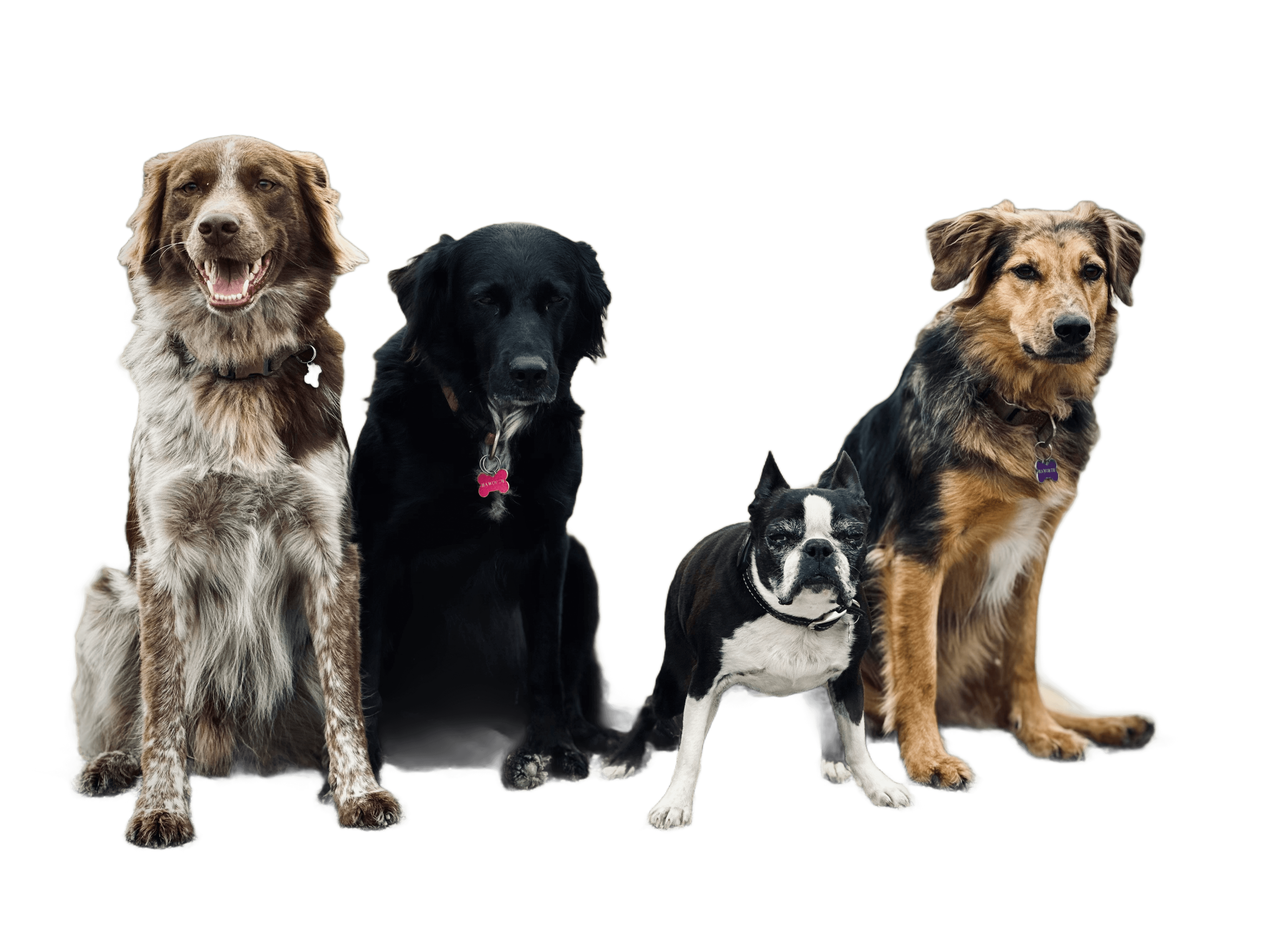 Four dogs sitting on a path outdoors together