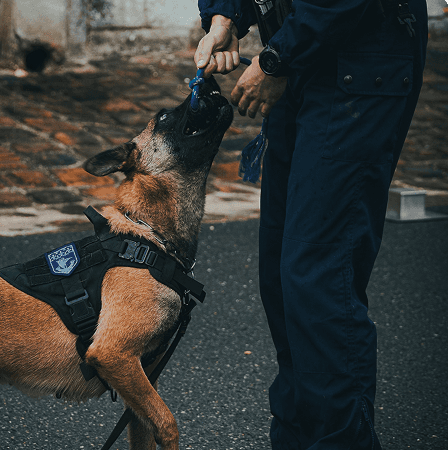 Agent de sécurité cynophile et son chien de surveillance sur un site industriel.