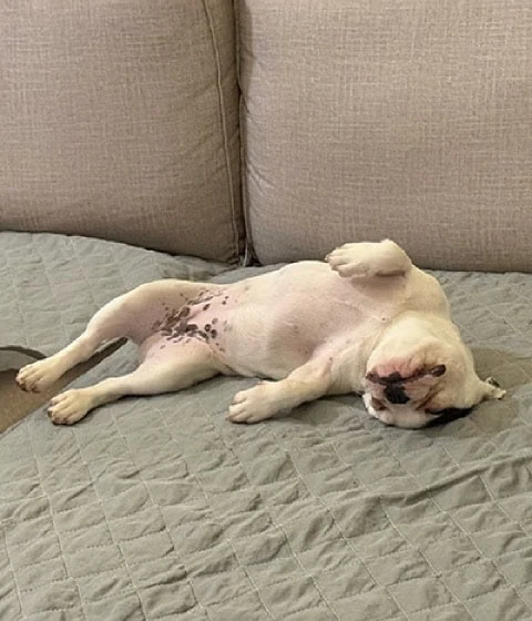 Um cachorrinho está deitado de costas em uma manta verde, parecendo relaxado e confortável em um sofá.