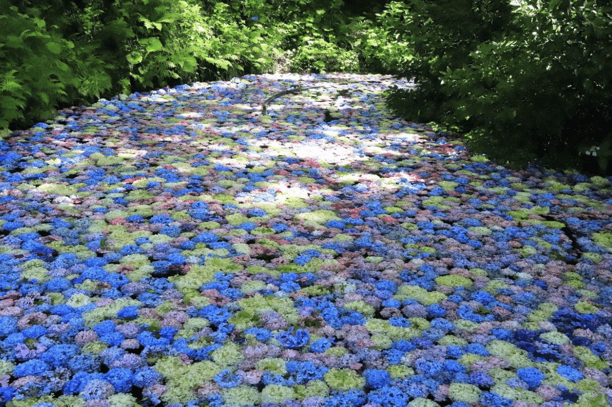 Hydrangeas floating in a river at Michinoku Ajisai Garden