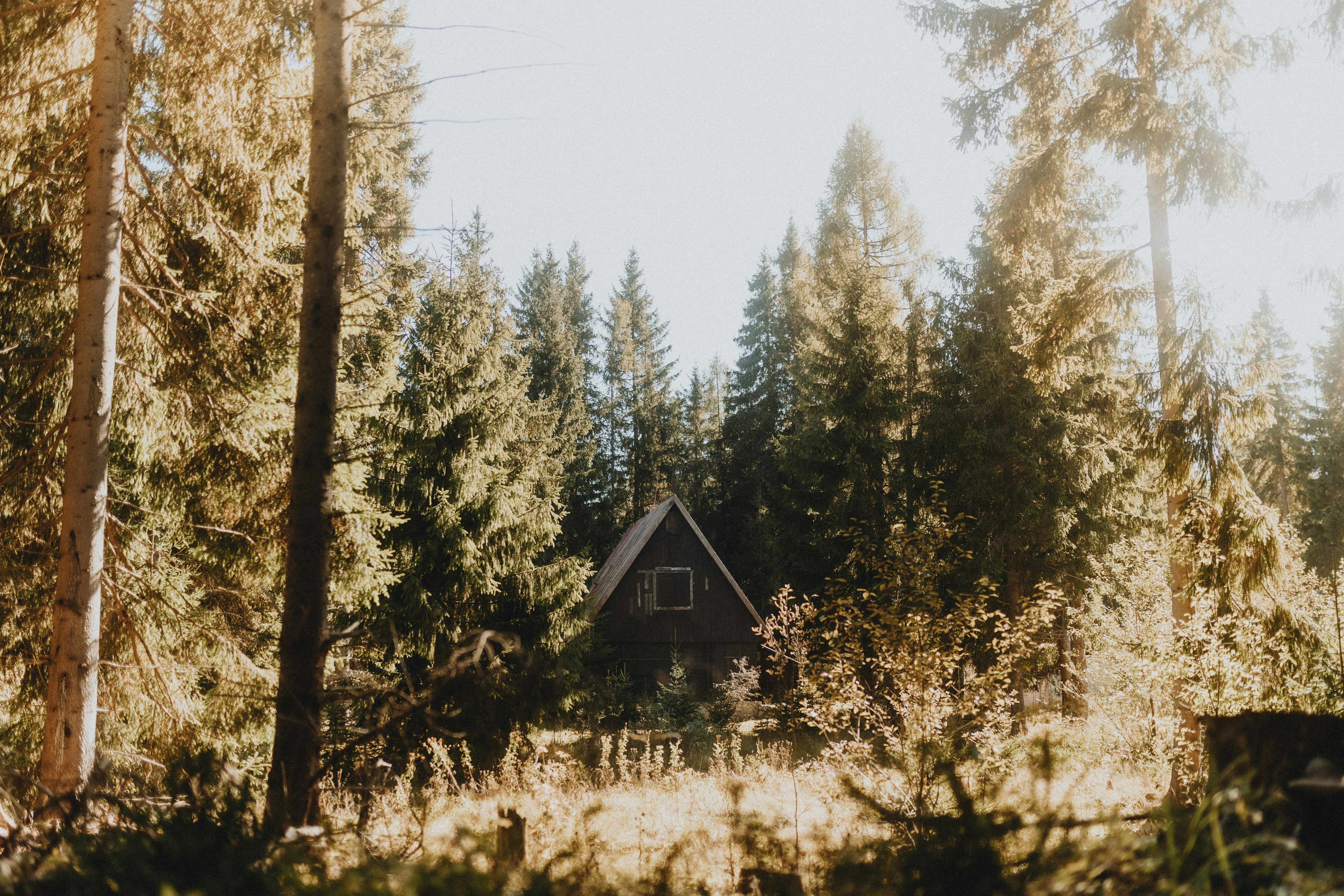 A-frame cabin nestled in a dense forest.