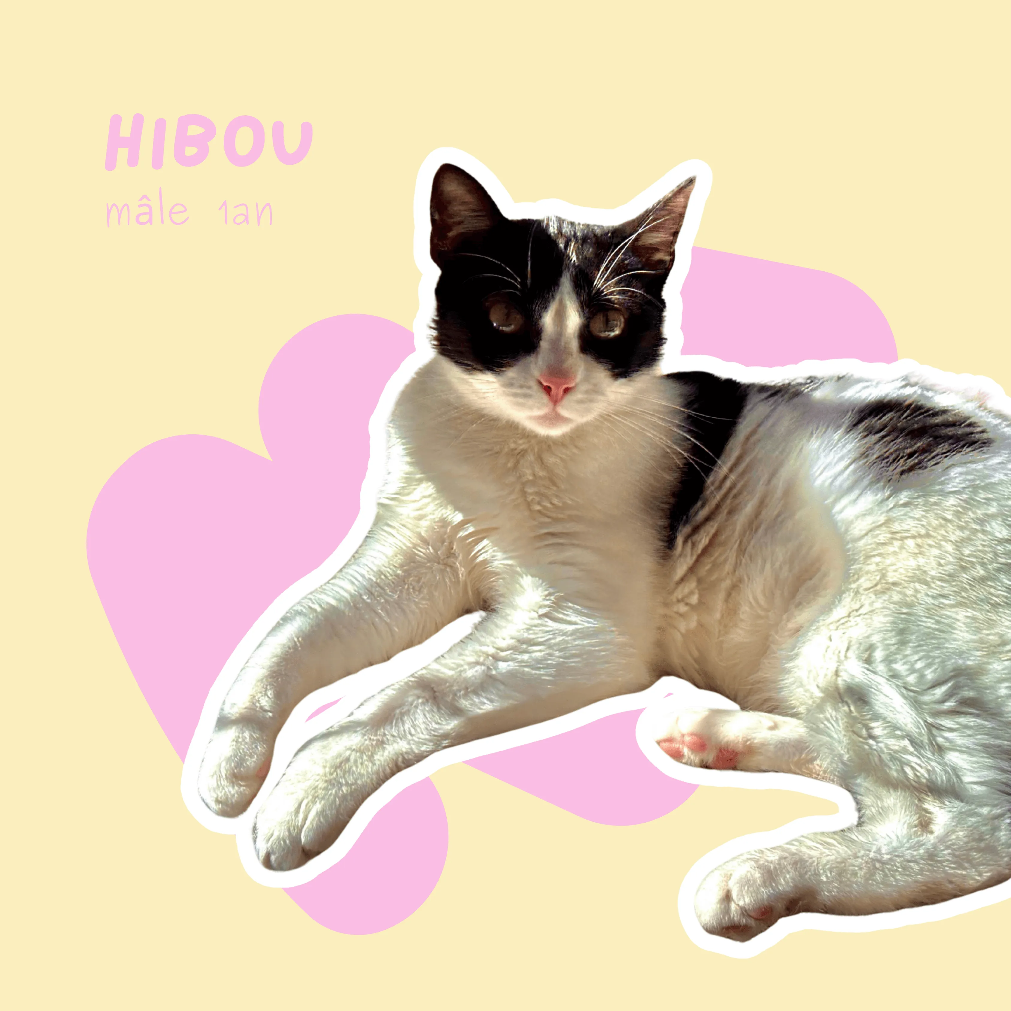chat-hibou