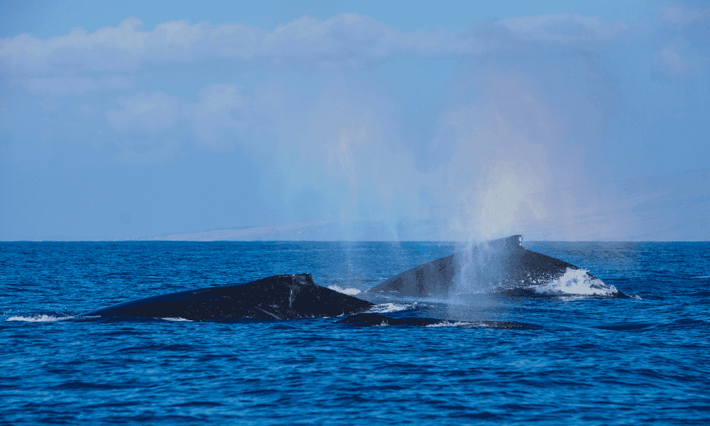 2 humpback whales in the waters of hawaii coming up for air