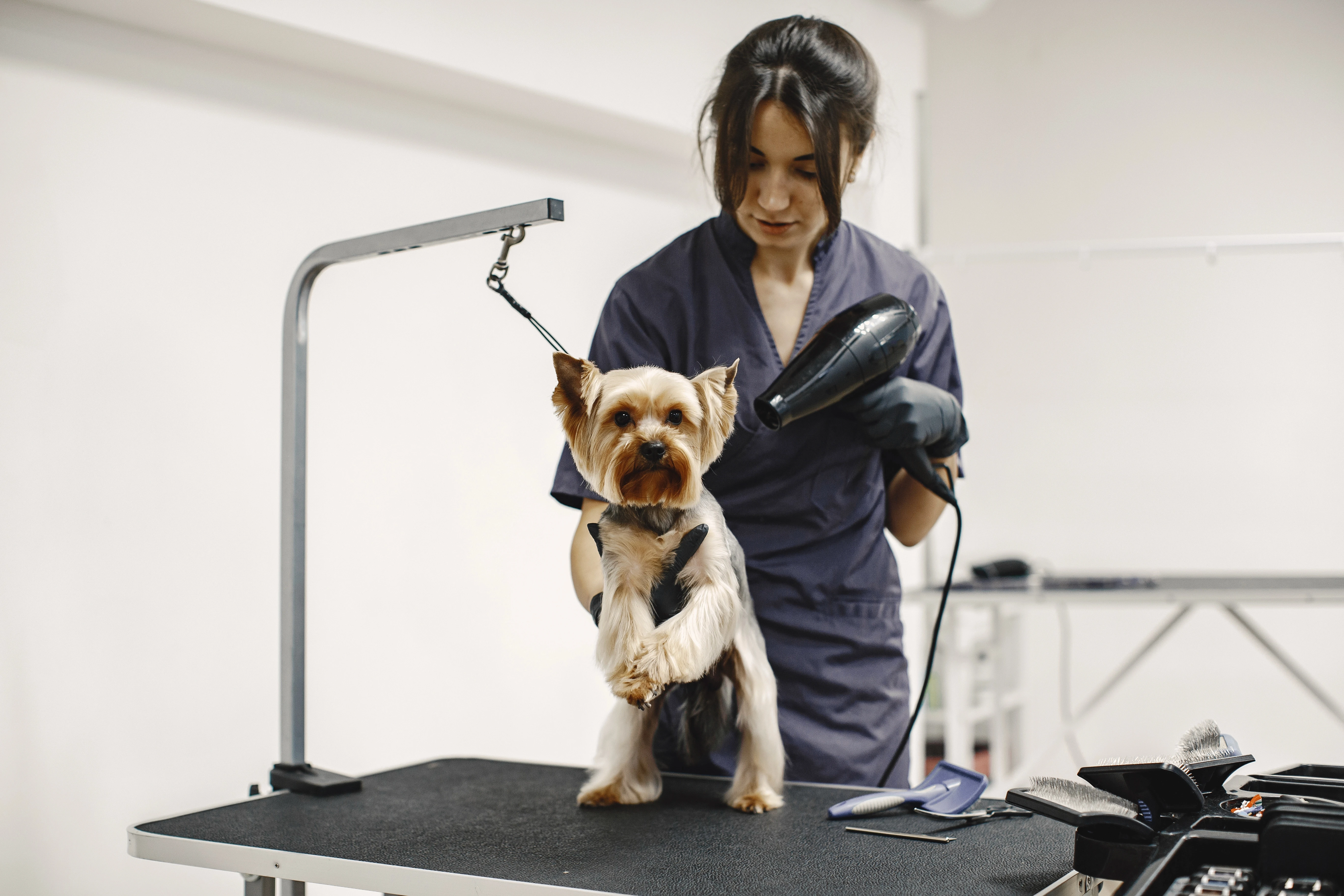 Curso de Cabeleireiro Canino - Opta Forma