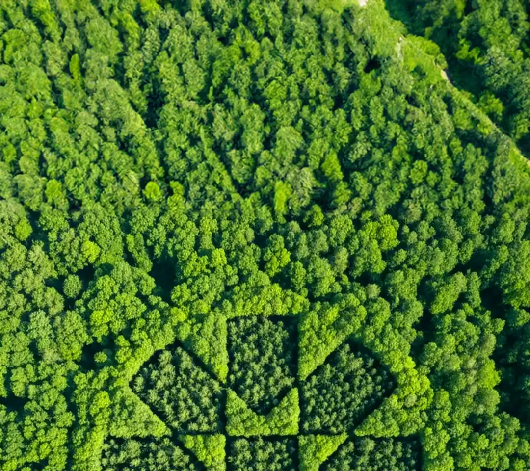aerial view of lush green forest with dgg logo within it